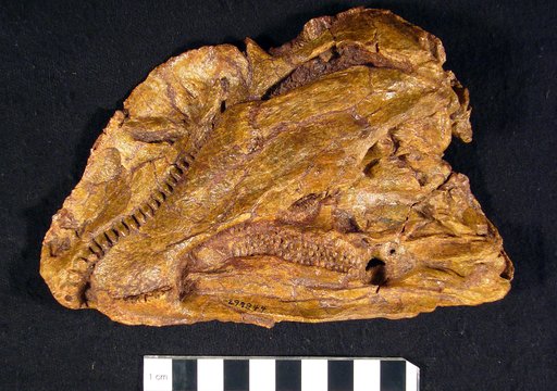 Edaphosaurus sp