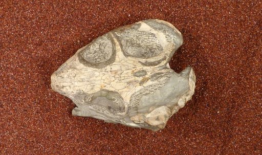 Diictodon feliceps Owen, 1876