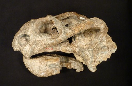 Oudenodon bainii Owen, 1860