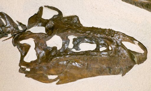 Gorgosaurus libratus Lambe, 1914