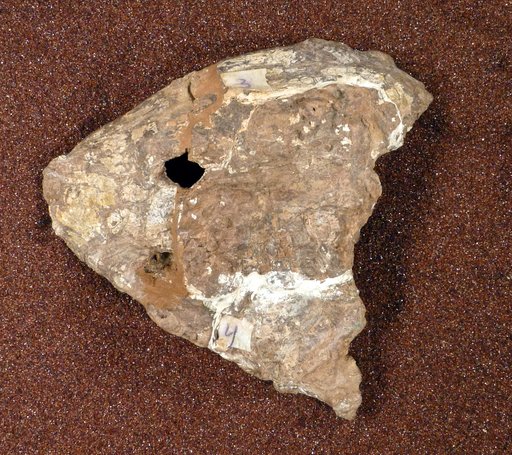 Trimerorhachis sp