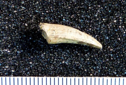 Genus sp