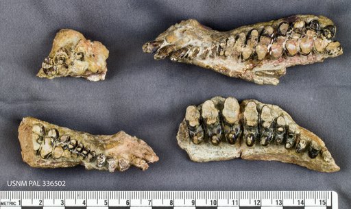 Diadectes sp
