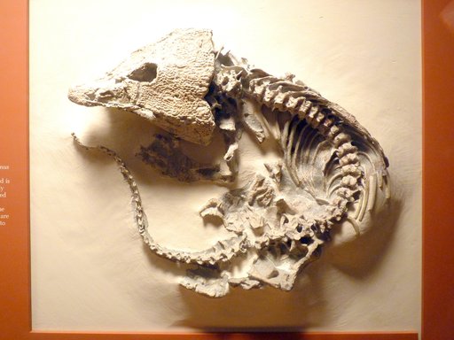Labidosaurus hamatus Cope, 1896