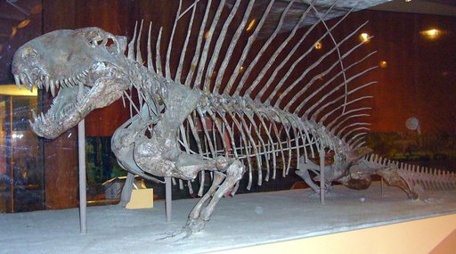 Dimetrodon grandis Romer & Price, 1940