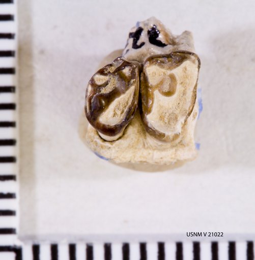 Promioclaenus pipiringosi Gazin, 1956