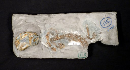 Diictodon feliceps Owen, 1876