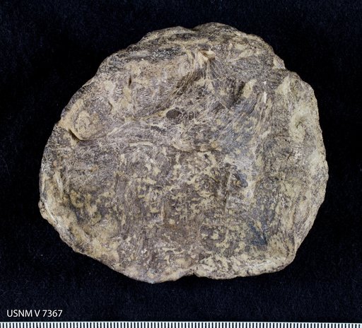 Stegosaurus sp