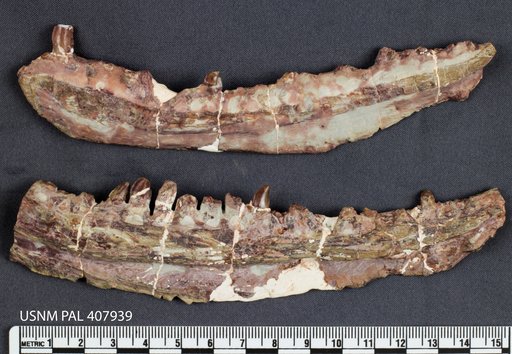 Dimetrodon sp