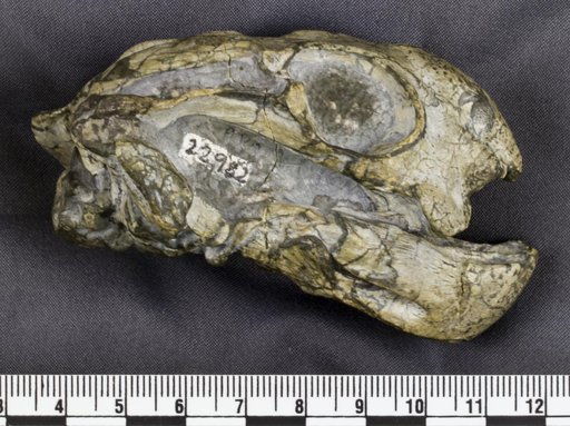 Diictodon feliceps Owen, 1876