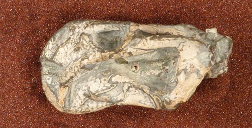 Diictodon feliceps Owen, 1876