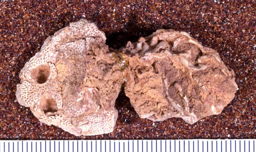 Diplocaulus sp