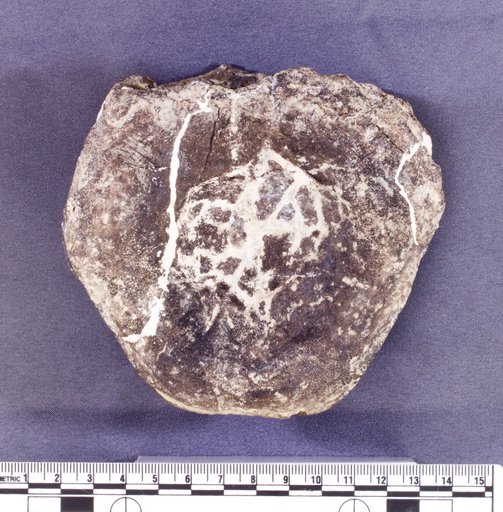 Stegosaurus sp