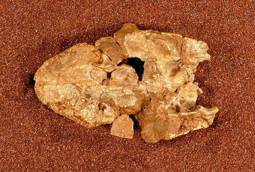 Aspidosaurus chiton