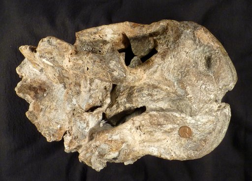 Oudenodon bainii Owen, 1860