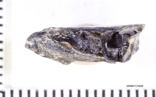 Promioclaenus ? sp