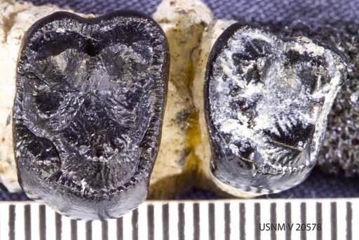 Claenodon cf. ferox (Cope)