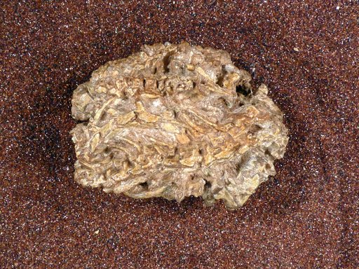 Brachydectes elongatus Wellstead, 1991