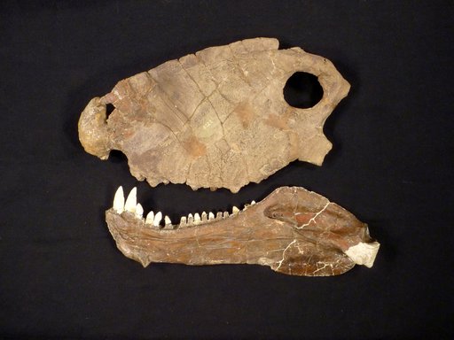 Dimetrodon limbatus Romer & Price, 1940