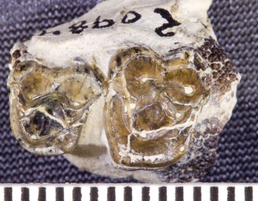 Thryptacodon demari Gazin, 1956