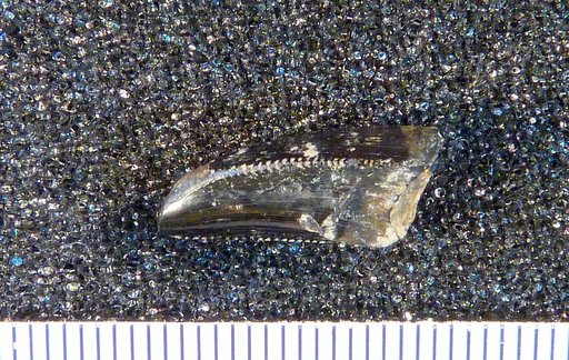 Genus sp