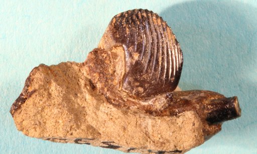 Ptilodus montanus Douglass