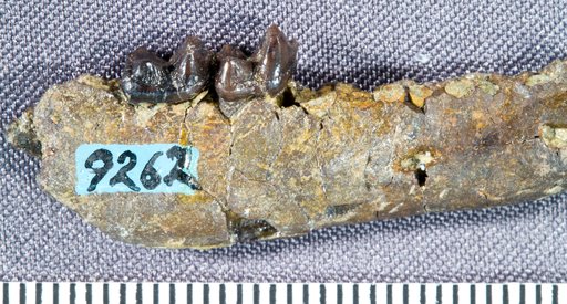 Prothryptacodon furens Simpson