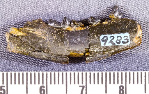 Metachriacus punitor Simpson