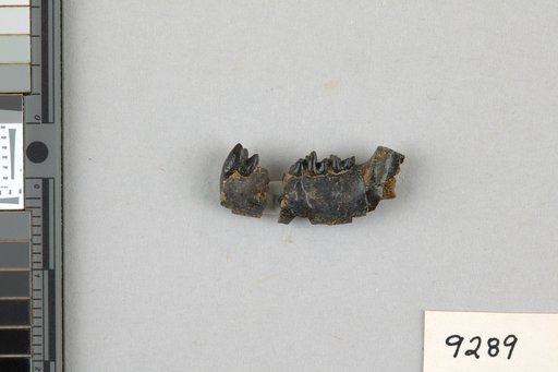 Aphronorus fraudator Simpson