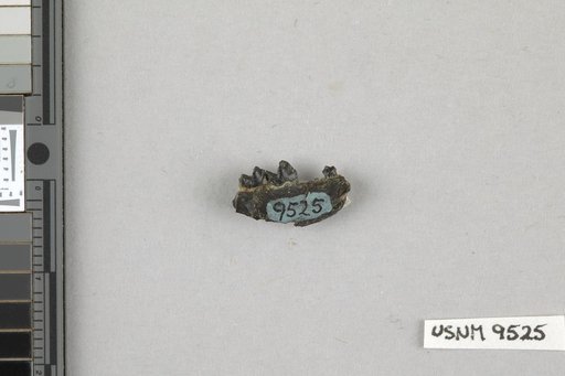 Aphronorus fraudator Simpson