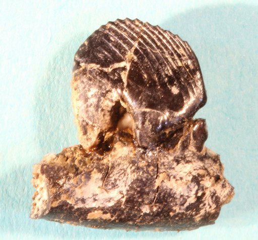 Ptilodus montanus Douglass