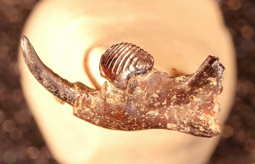 Ptilodus montanus Douglass