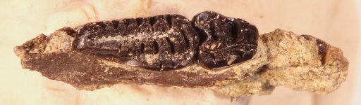 Ptilodus montanus Douglass