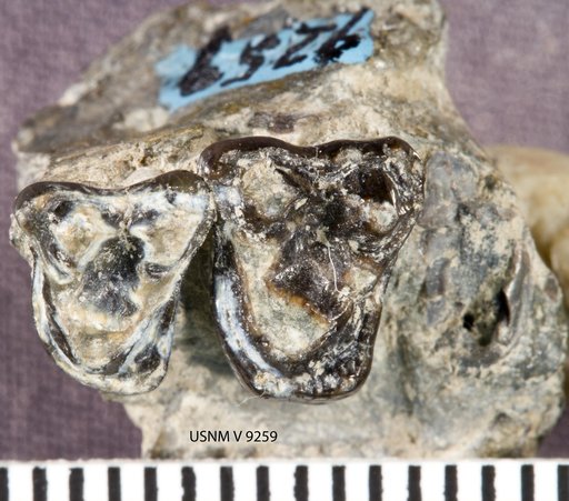 Metachriacus provocator Simpson