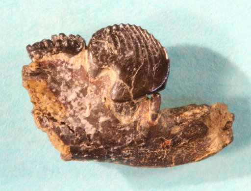 Ectypodus grangeri Simpson