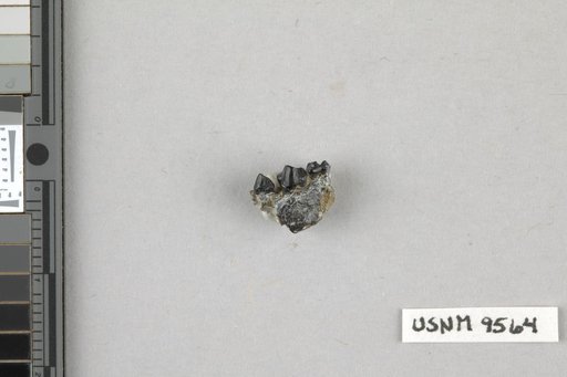 Aphronorus fraudator Simpson