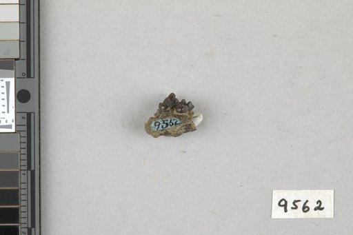 Aphronorus fraudator Simpson