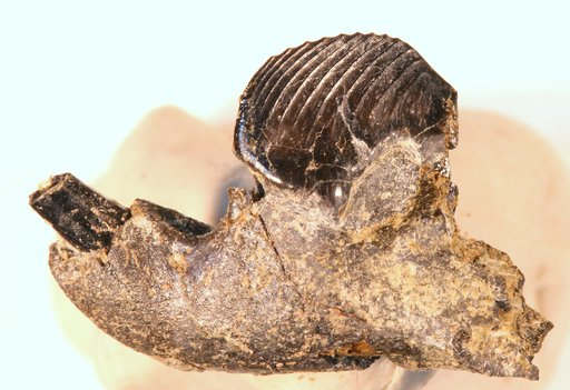 Ptilodus montanus Douglass