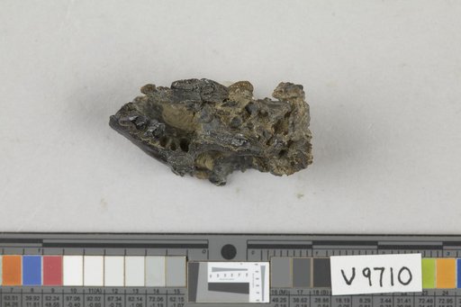 Ptilodus montanus Douglass