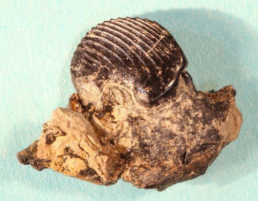 Ptilodus montanus Douglass