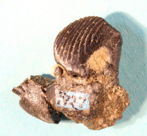 Ptilodus montanus Douglass