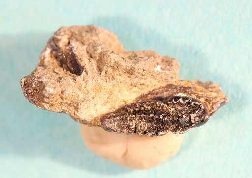 Ptilodus montanus Douglass