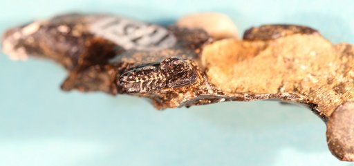 Ptilodus montanus Douglass