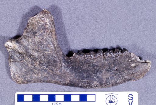 Eoconodon heilprinianus Matthew
