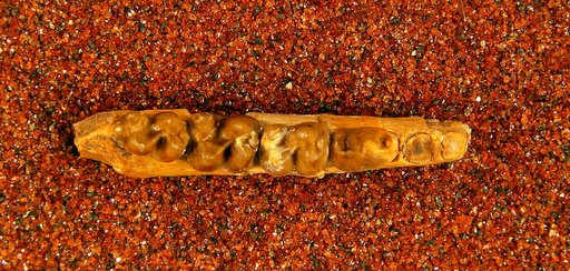 Protoselene opisthacus (Cope)