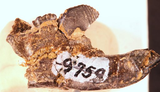 Ptilodus montanus Douglass