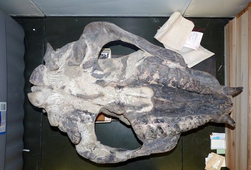 Diplacodon sp
