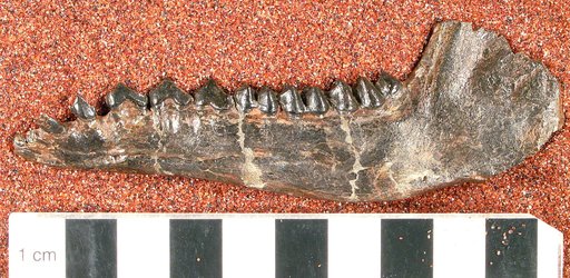 Protylopus annectens Peterson