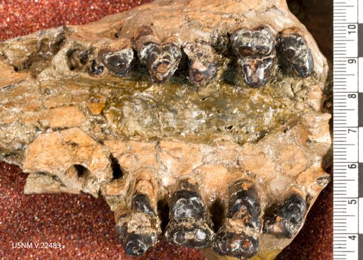 Triisodon quivirensis Cope