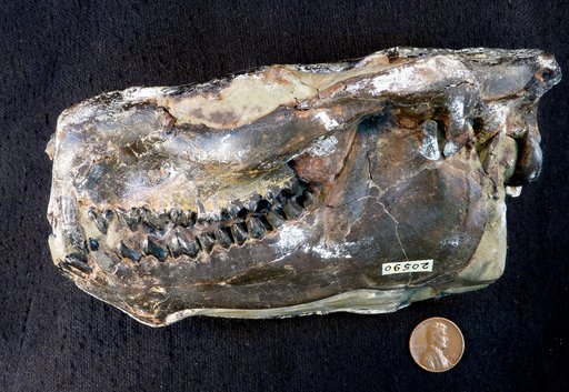 Protoreodon pumilus (Marsh)